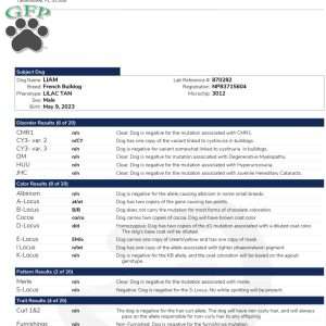 Brenda, French Bulldog Puppy